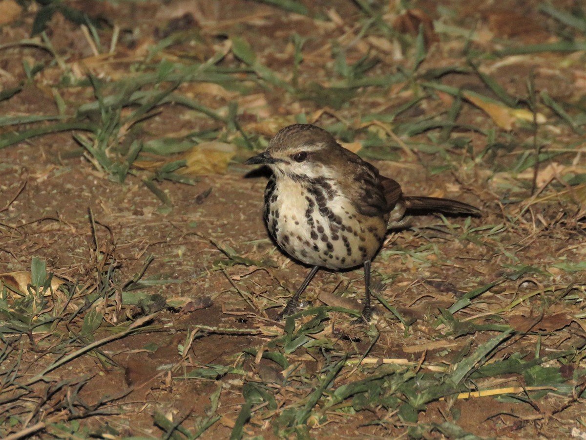 Spotted Morning-Thrush - ML136051951