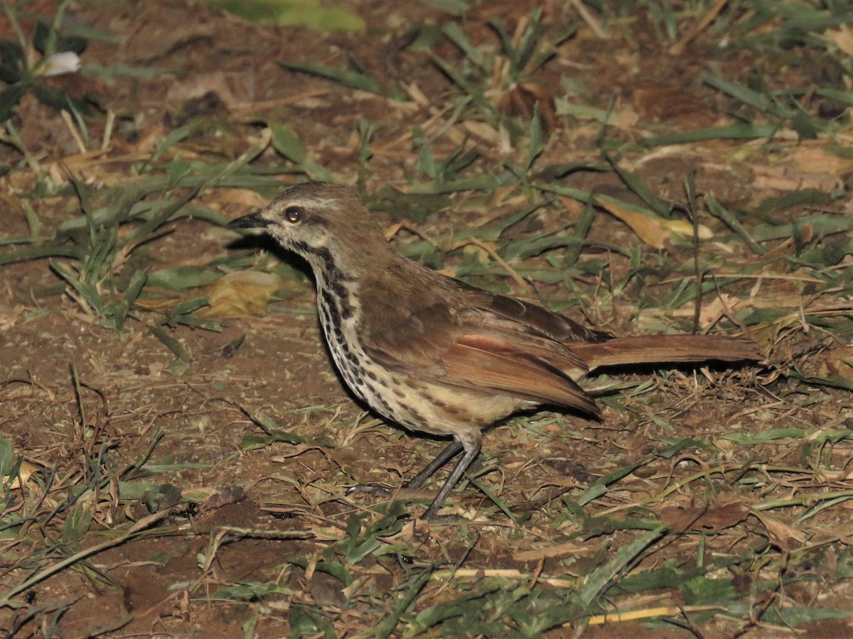 Spotted Morning-Thrush - ML136052001