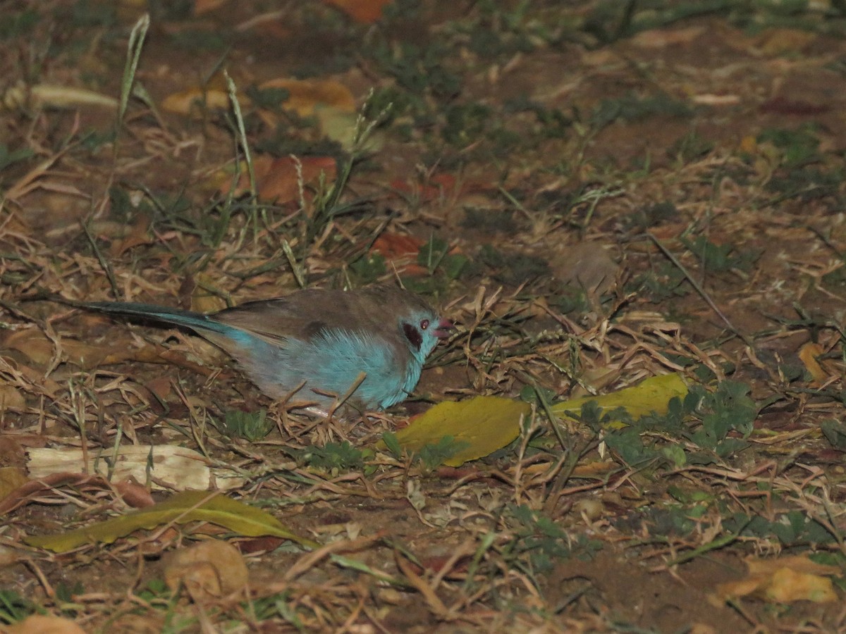 Red-cheeked Cordonbleu - ML136052021