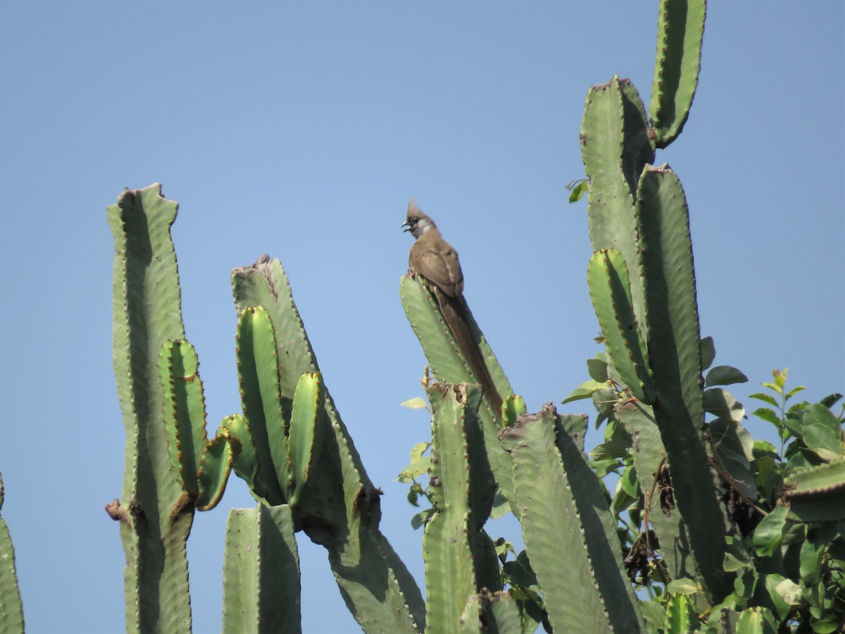 Speckled Mousebird - ML136052171