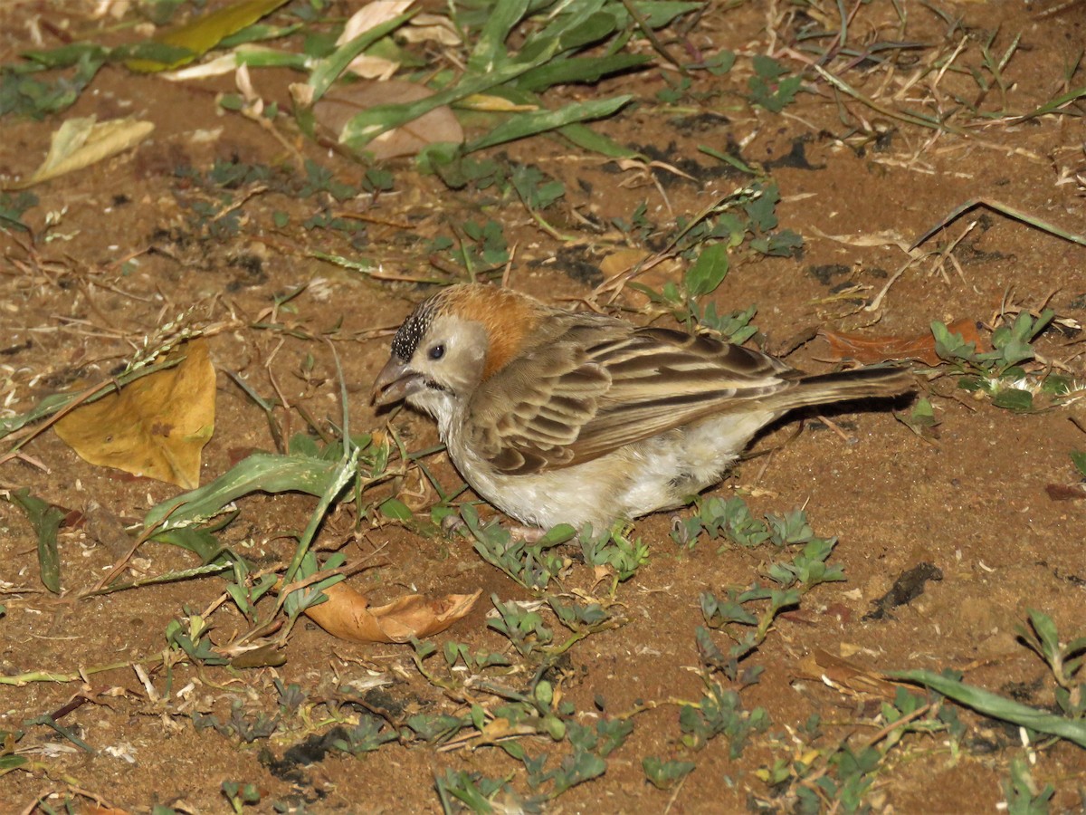 Speckle-fronted Weaver - ML136052291