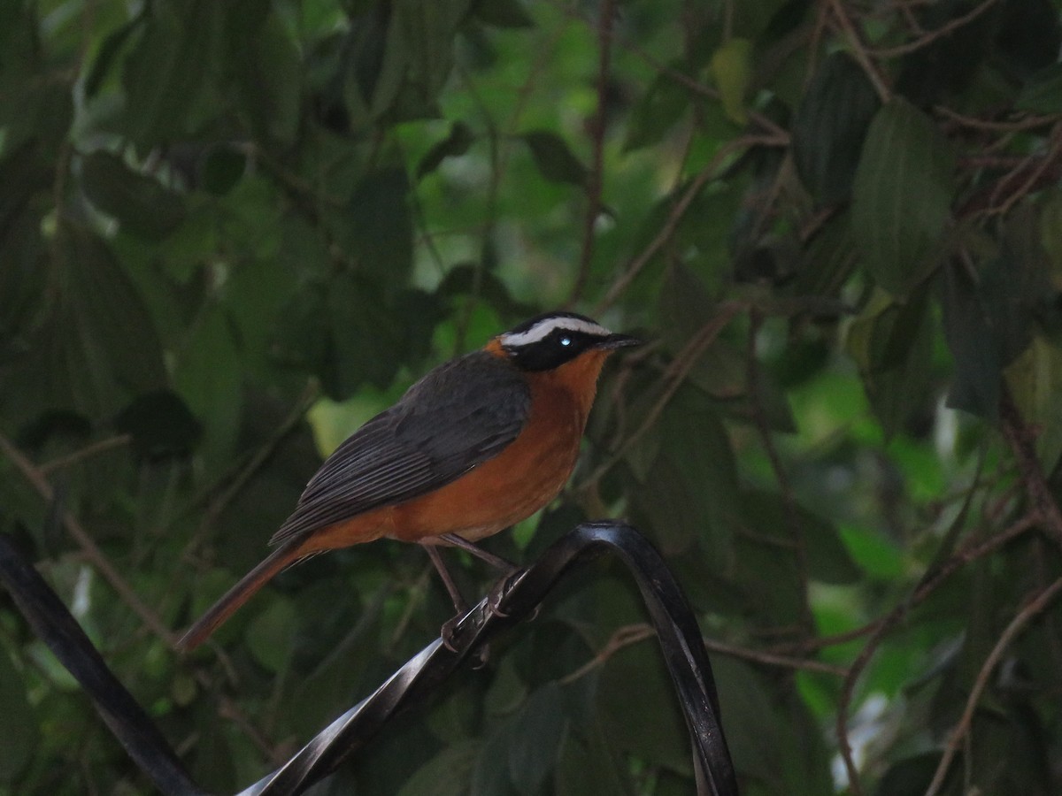 White-browed Robin-Chat - ML136052321