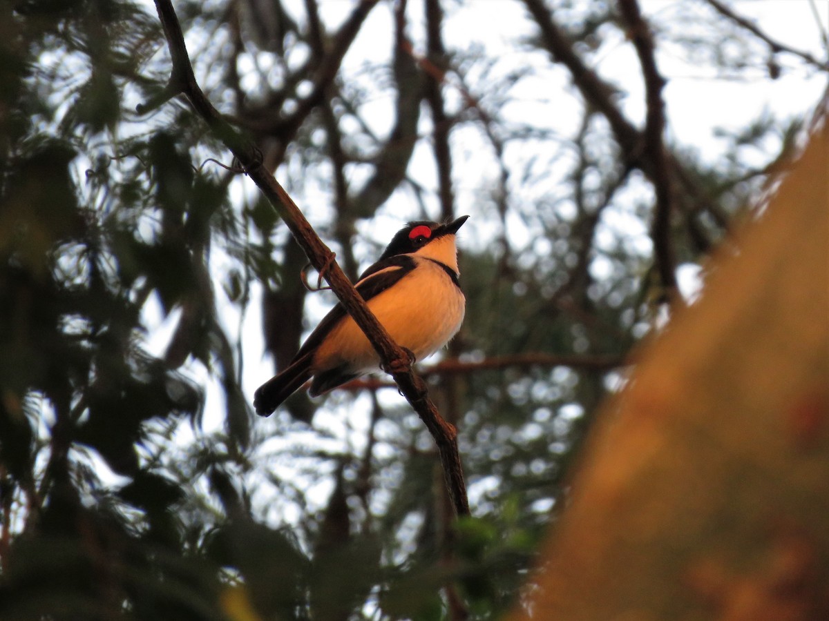 Brown-throated Wattle-eye - ML136052371