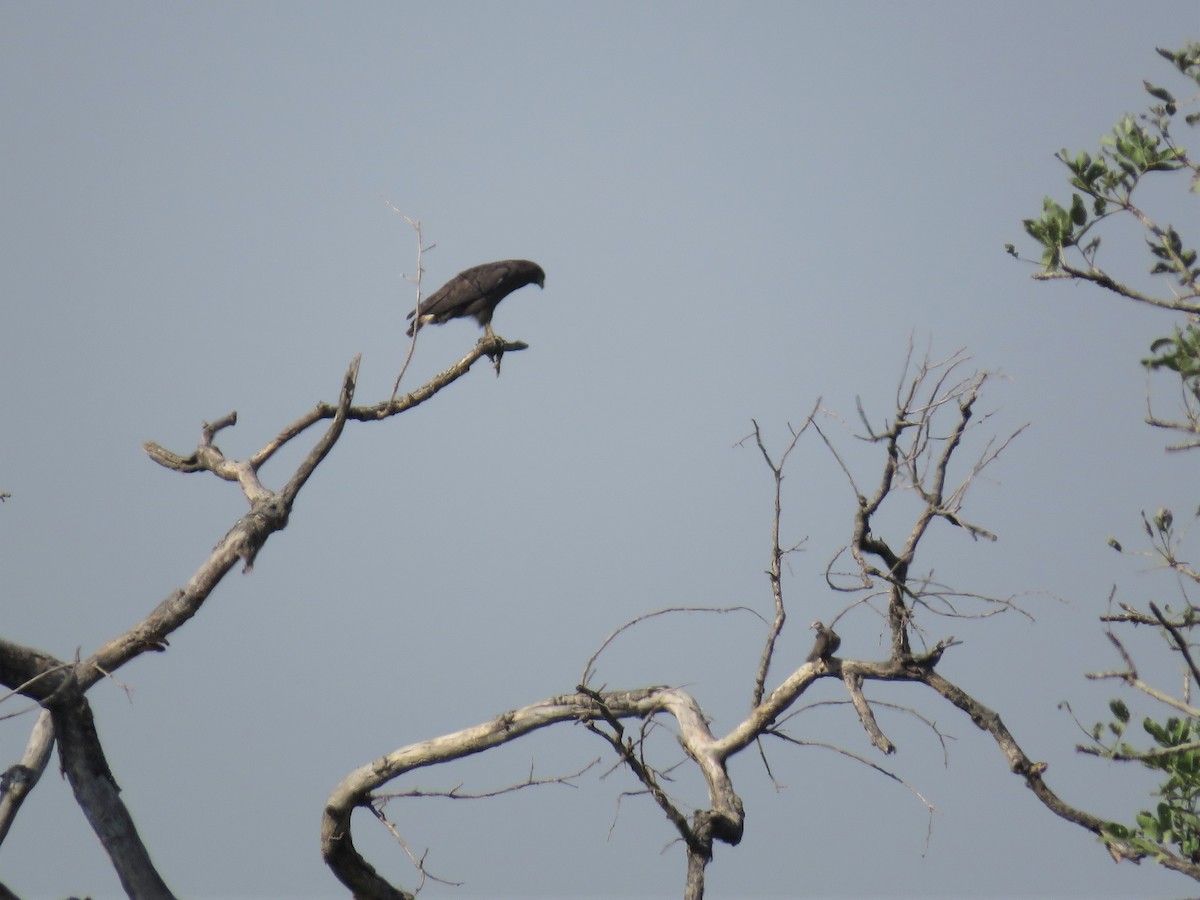 Banded Snake-Eagle - ML136052631