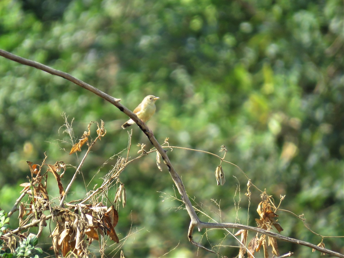 Foxy Cisticola - ML136052901