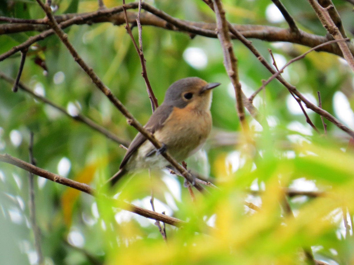 Palau Flycatcher - ML136054121