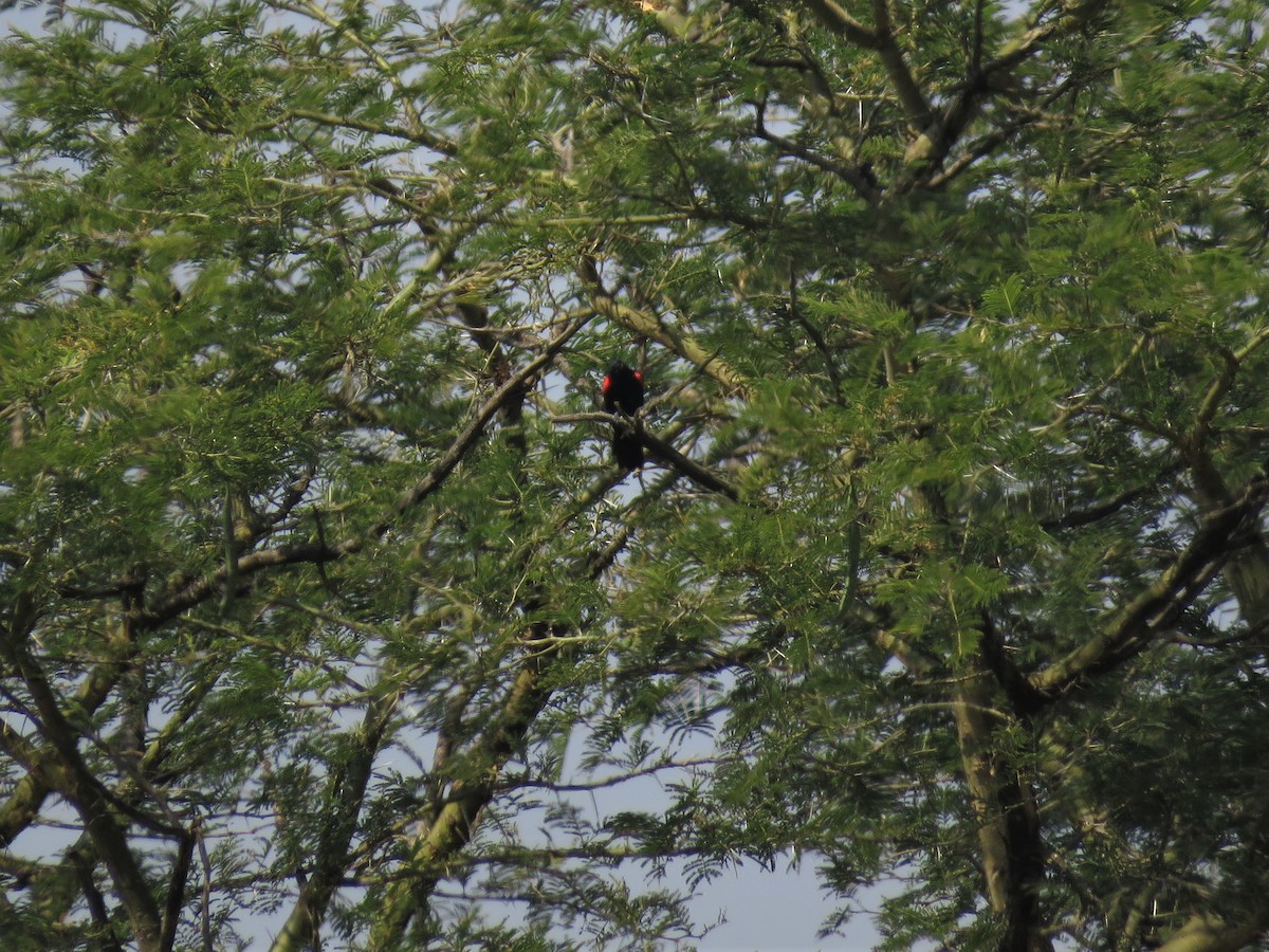 Red-shouldered Cuckooshrike - ML136054291