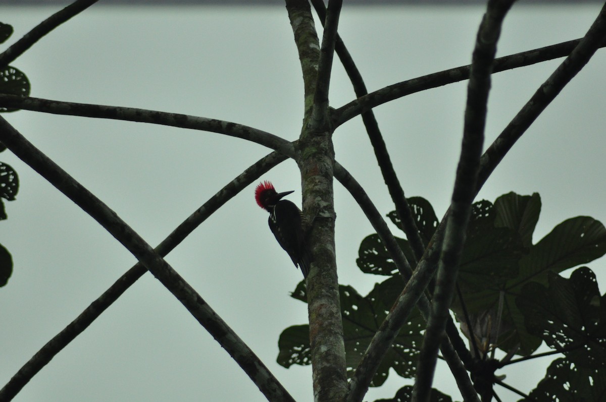 Guayaquil Woodpecker - ML136054321