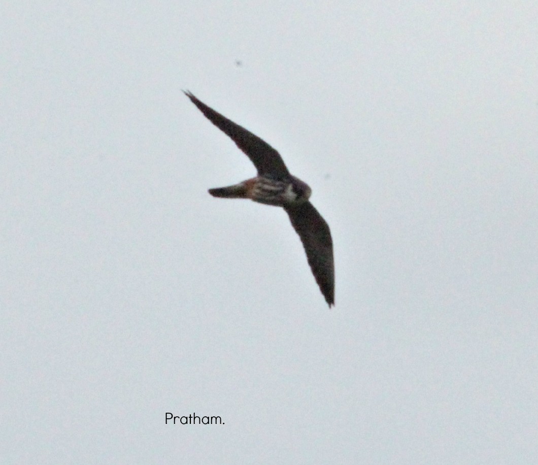 Eurasian Hobby - Prathamesh Desai