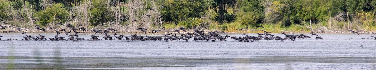 Greater White-fronted Goose - Kathleen Kent