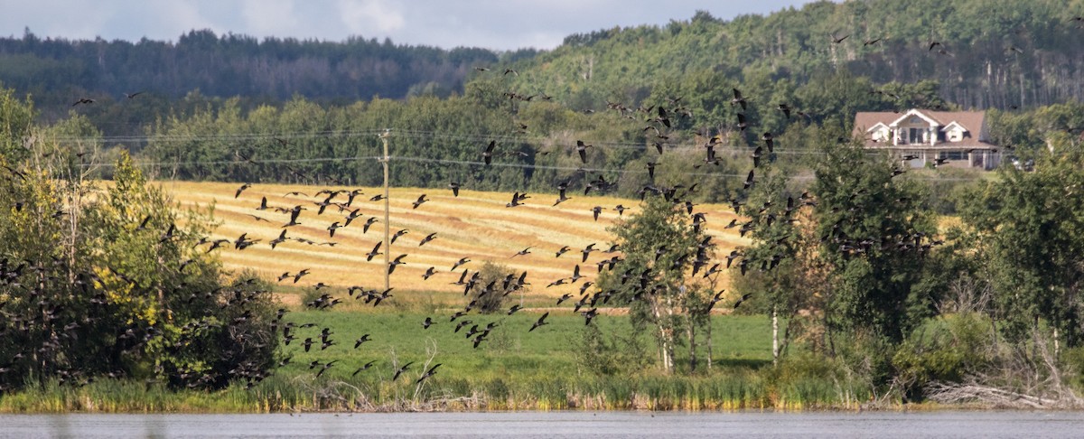 Greater White-fronted Goose - Kathleen Kent