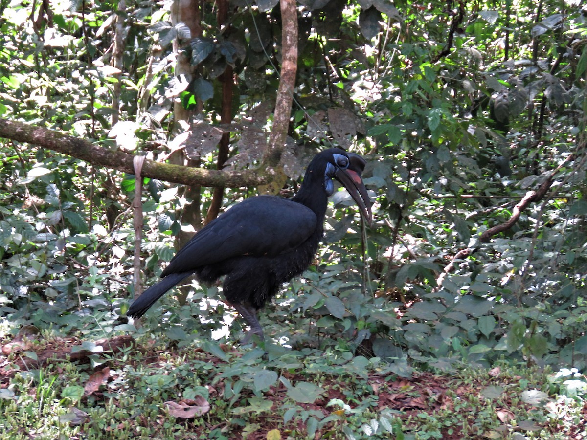 Abyssinian Ground-Hornbill - ML136055671