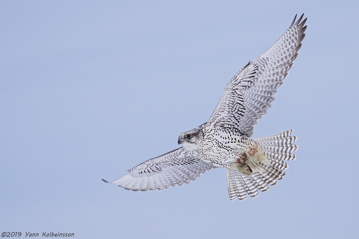 Gyrfalcon - ML136055851