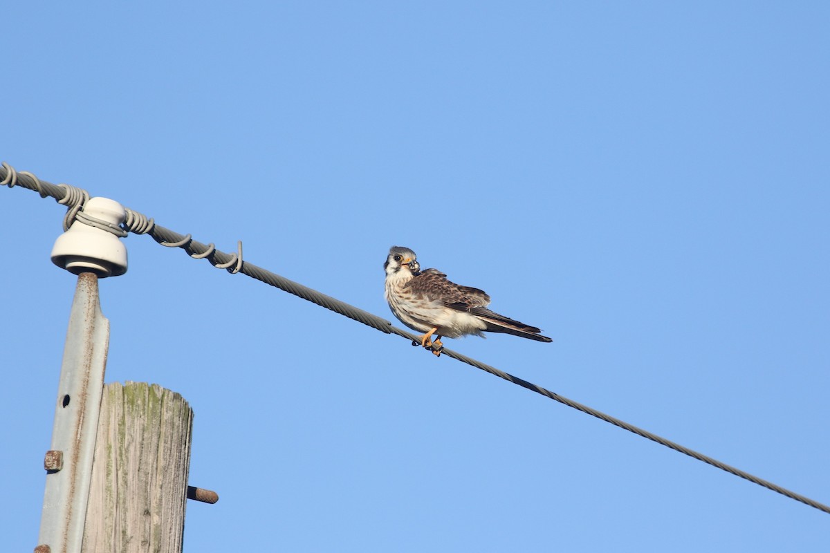 American Kestrel - Dan Gesualdo