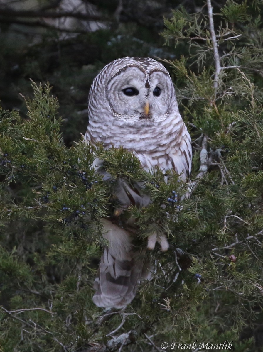 Barred Owl - ML136057651