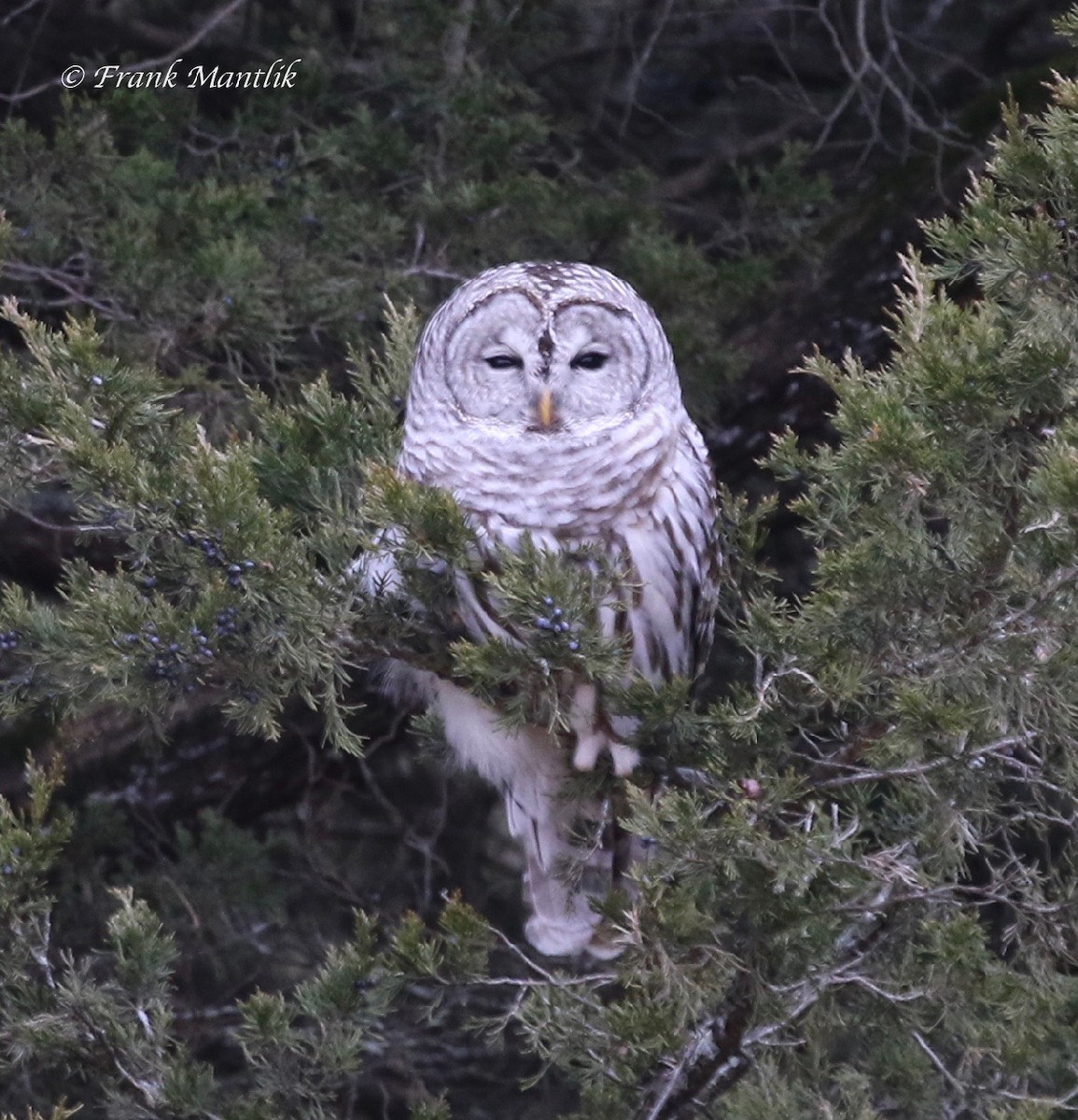 Barred Owl - ML136057661
