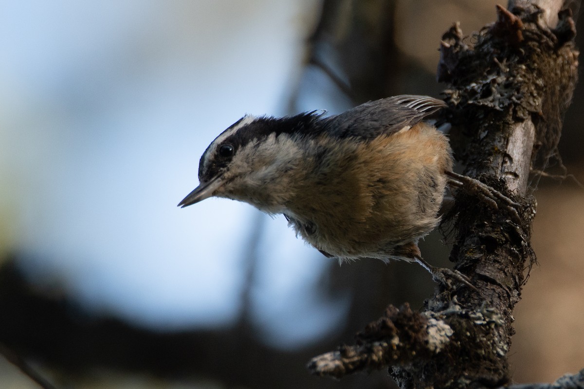Red-breasted Nuthatch - ML136060931