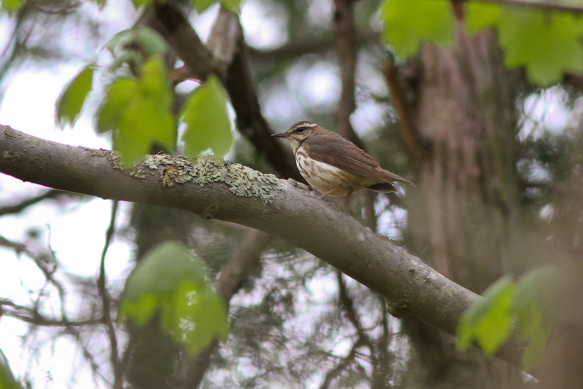 Louisiana Waterthrush - Michael O'Brien