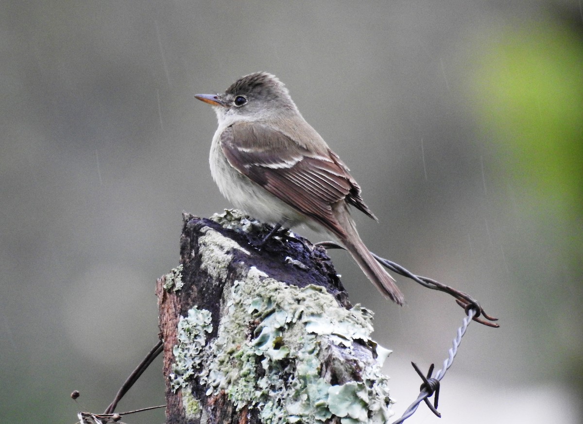 Willow Flycatcher - ML136062431