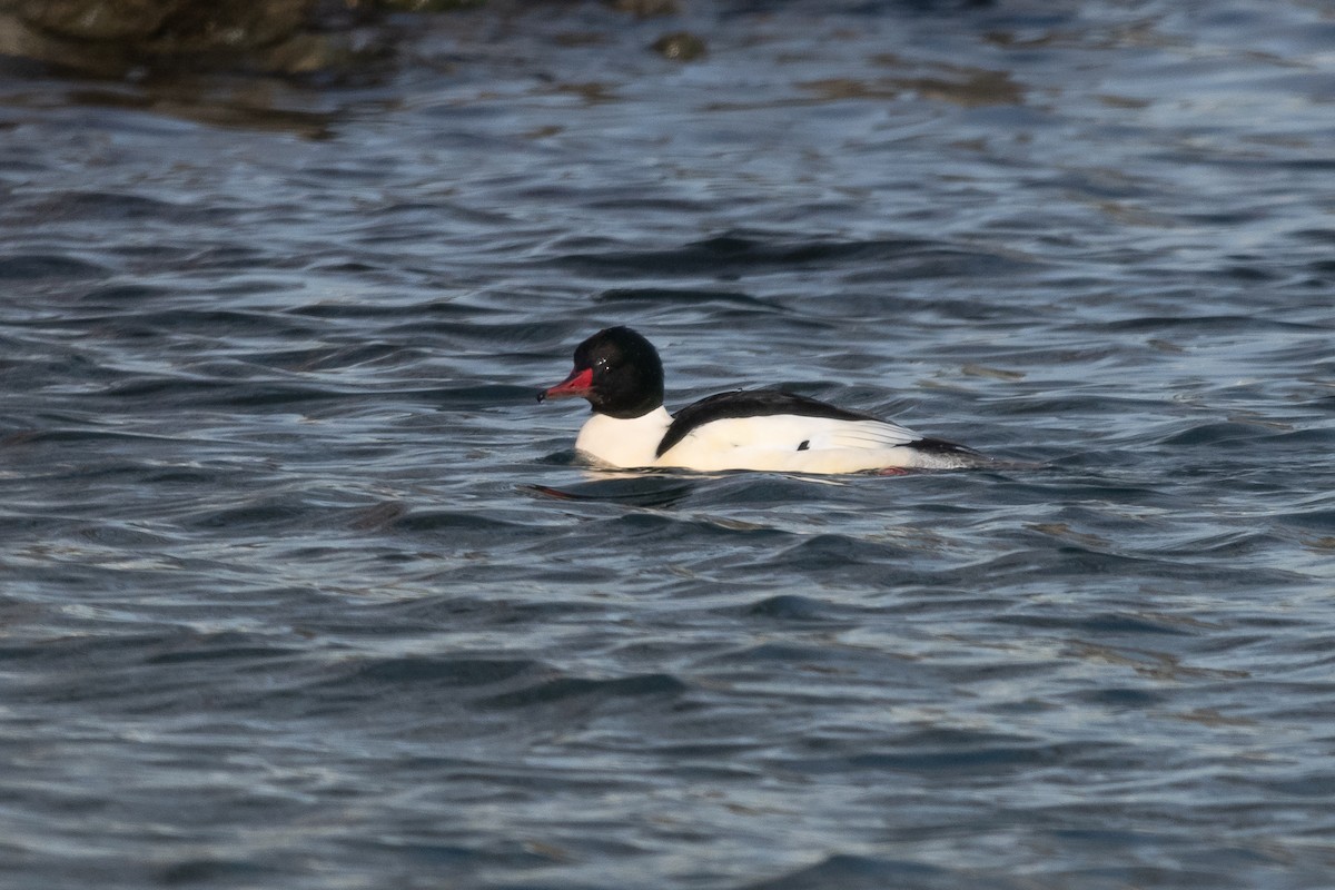 Common Merganser - Jim Norris