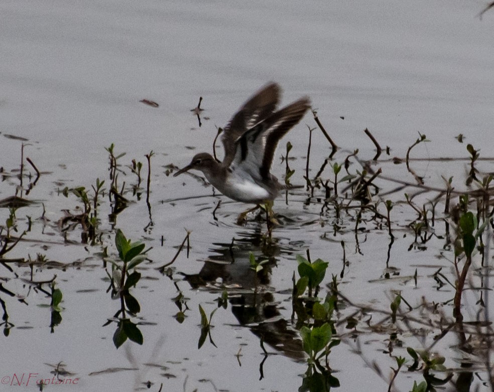 Spotted Sandpiper - ML136063001