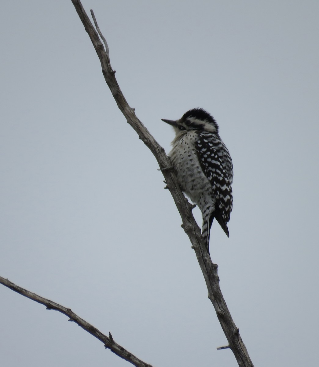 Ladder-backed Woodpecker - ML136063841