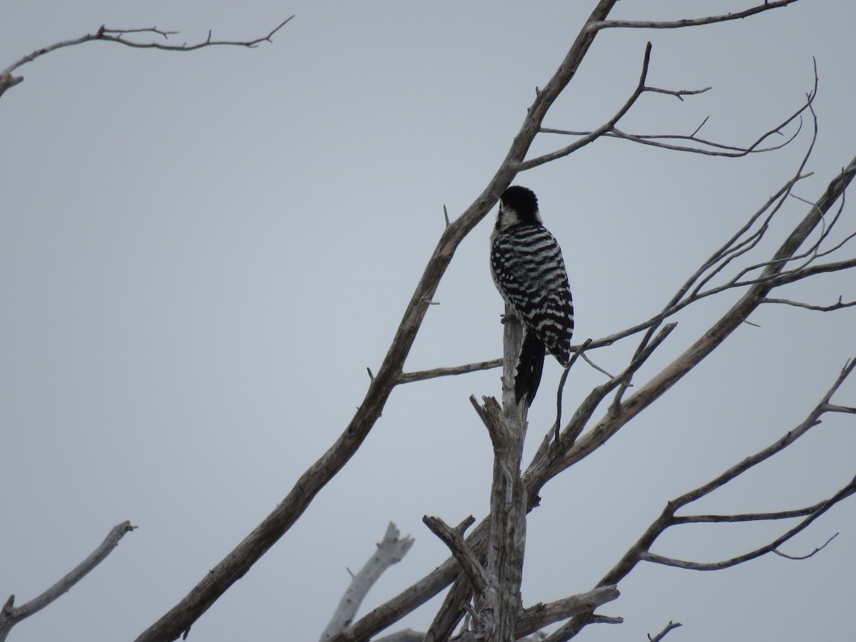 Ladder-backed Woodpecker - ML136064541