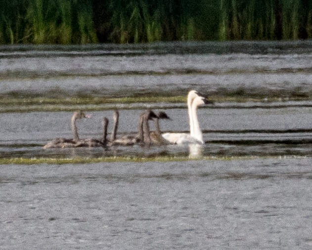 Trumpeter Swan - Kathleen Kent