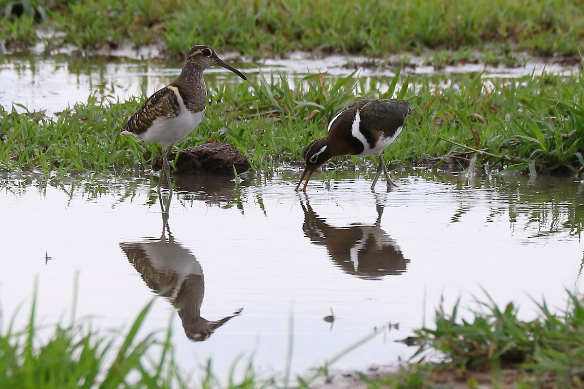 Greater Painted-Snipe - ML136065351