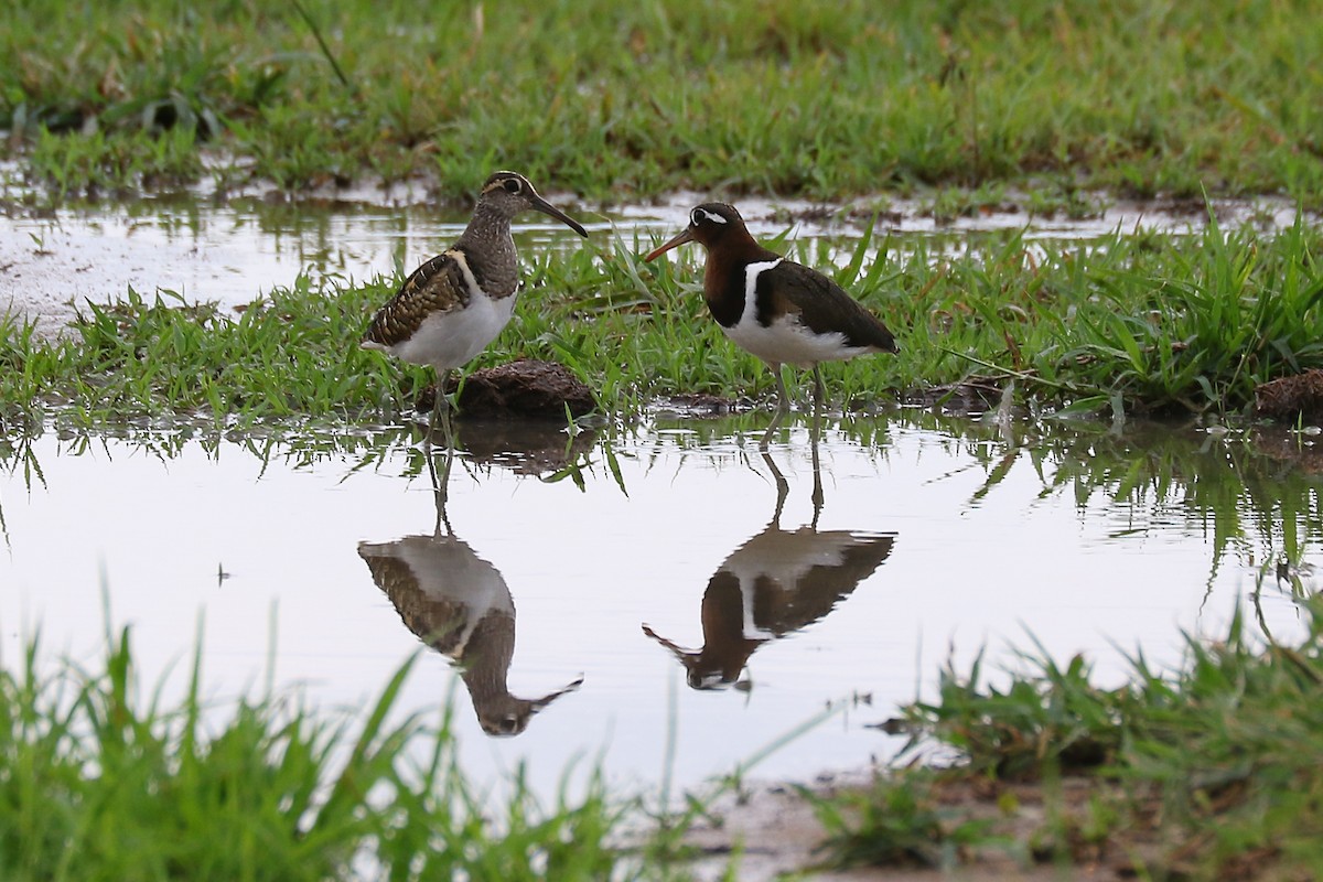 Greater Painted-Snipe - ML136065411