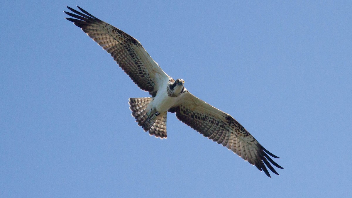 Arrano arrantzalea (haliaetus) - ML136069301