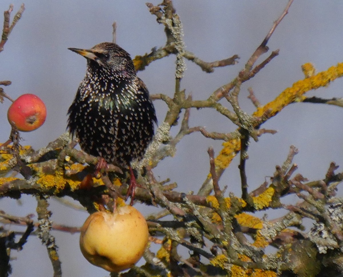 špaček obecný - ML136069411