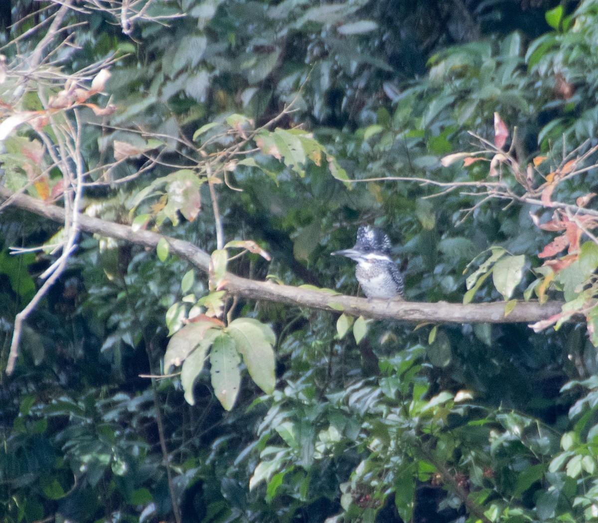 Crested Kingfisher - ML136070291