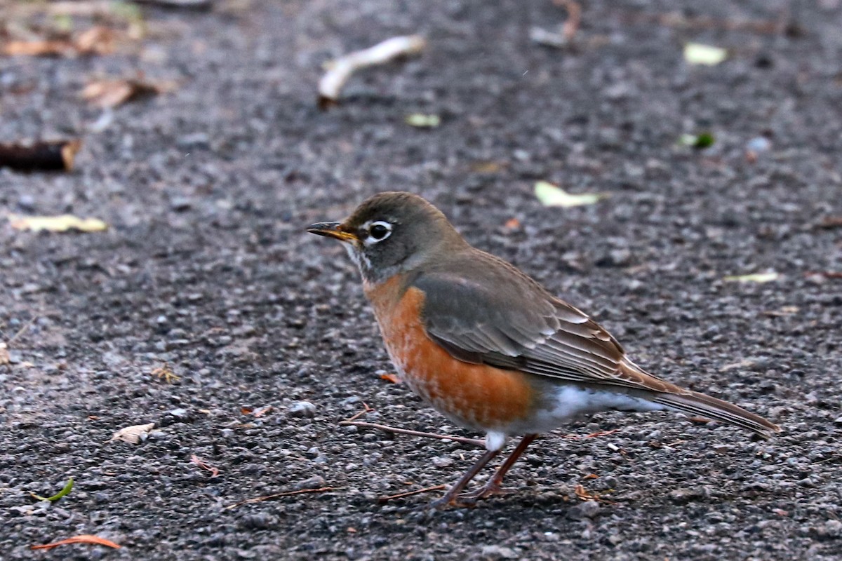 American Robin - Colin Sumrall