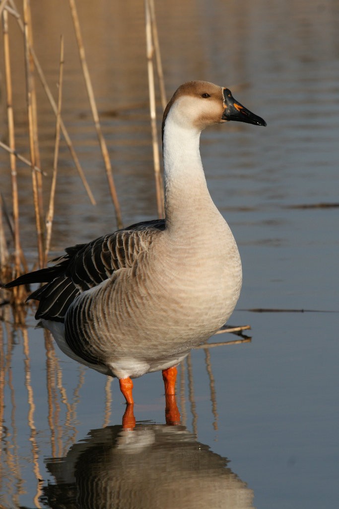 Swan Goose - ML136071241