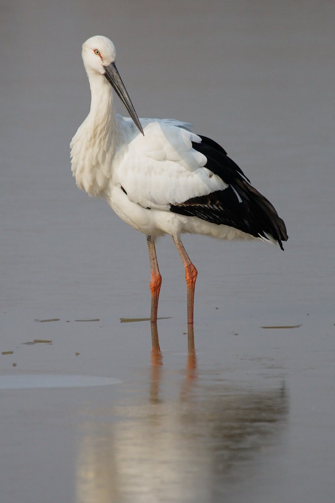 Oriental Stork - Don-Jean Léandri-Breton