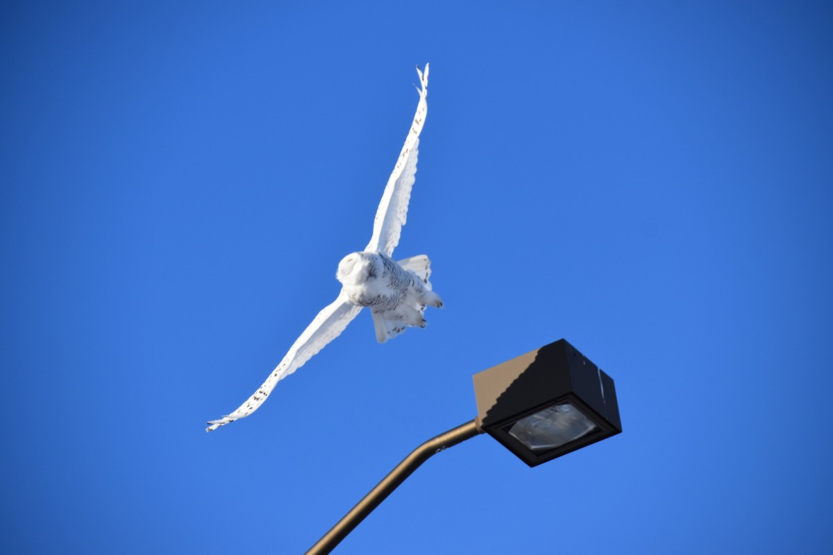 Snowy Owl - ML136072221