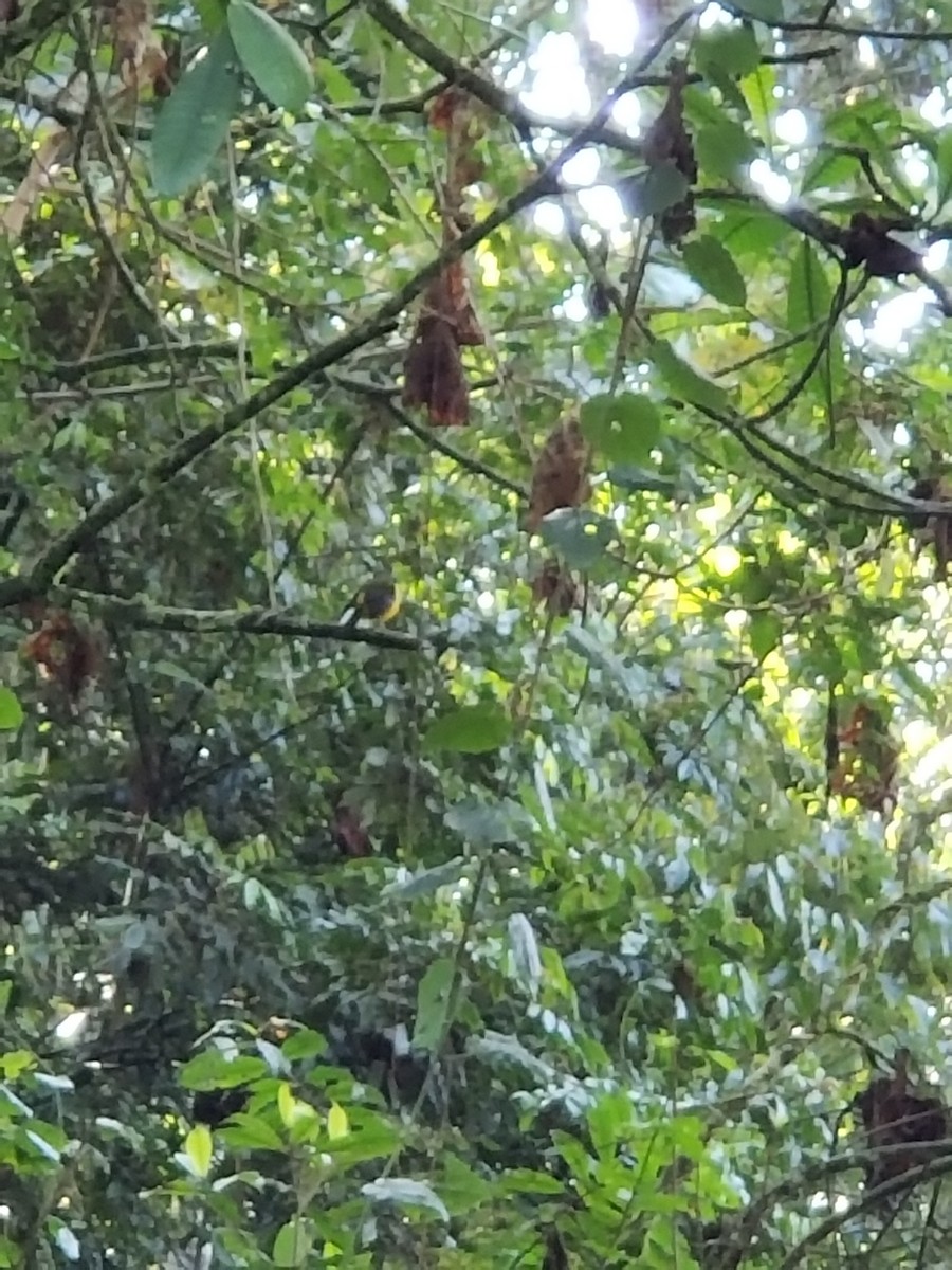 White-starred Robin - ML136072591