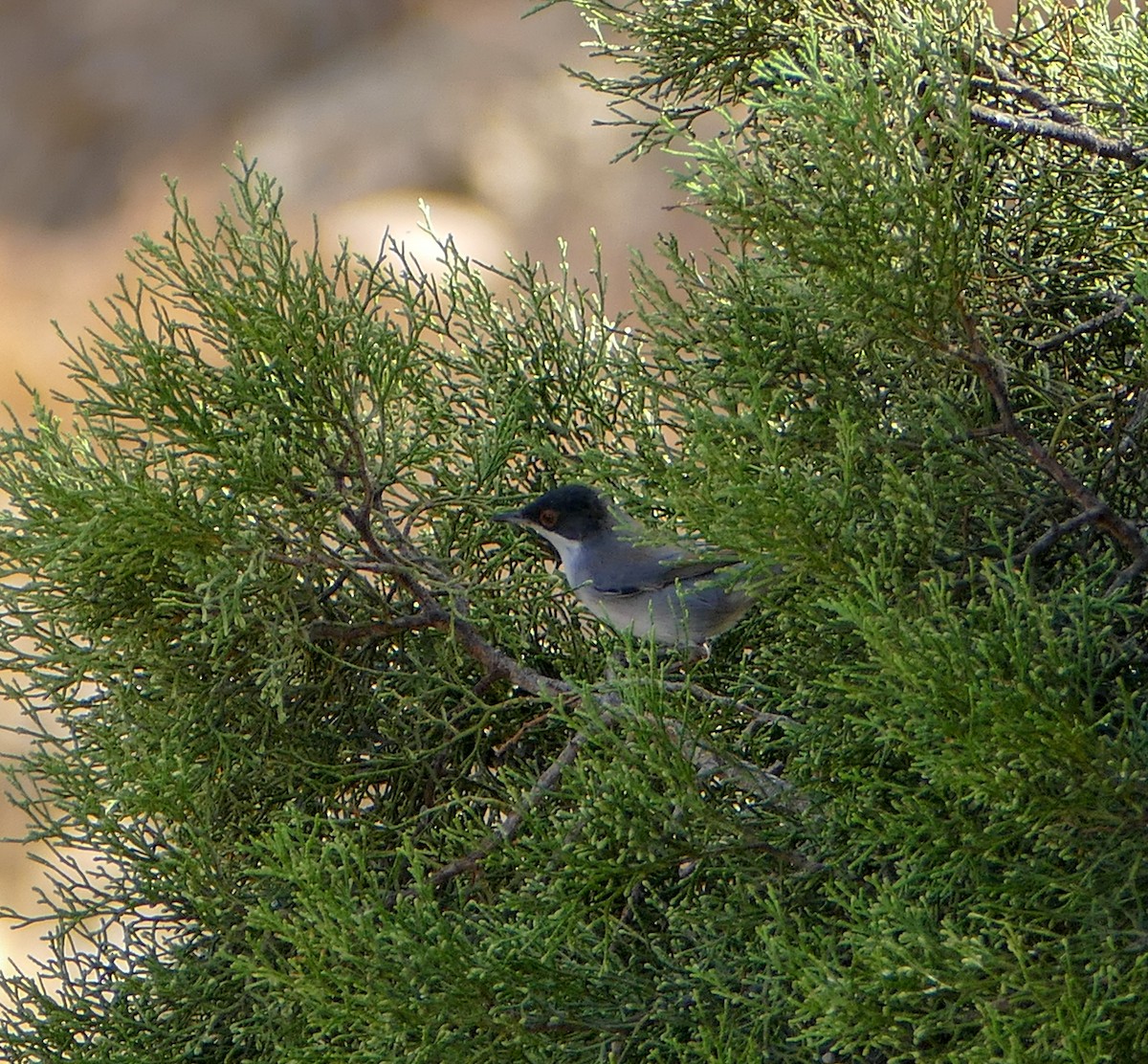 Curruca Cabecinegra - ML136072611