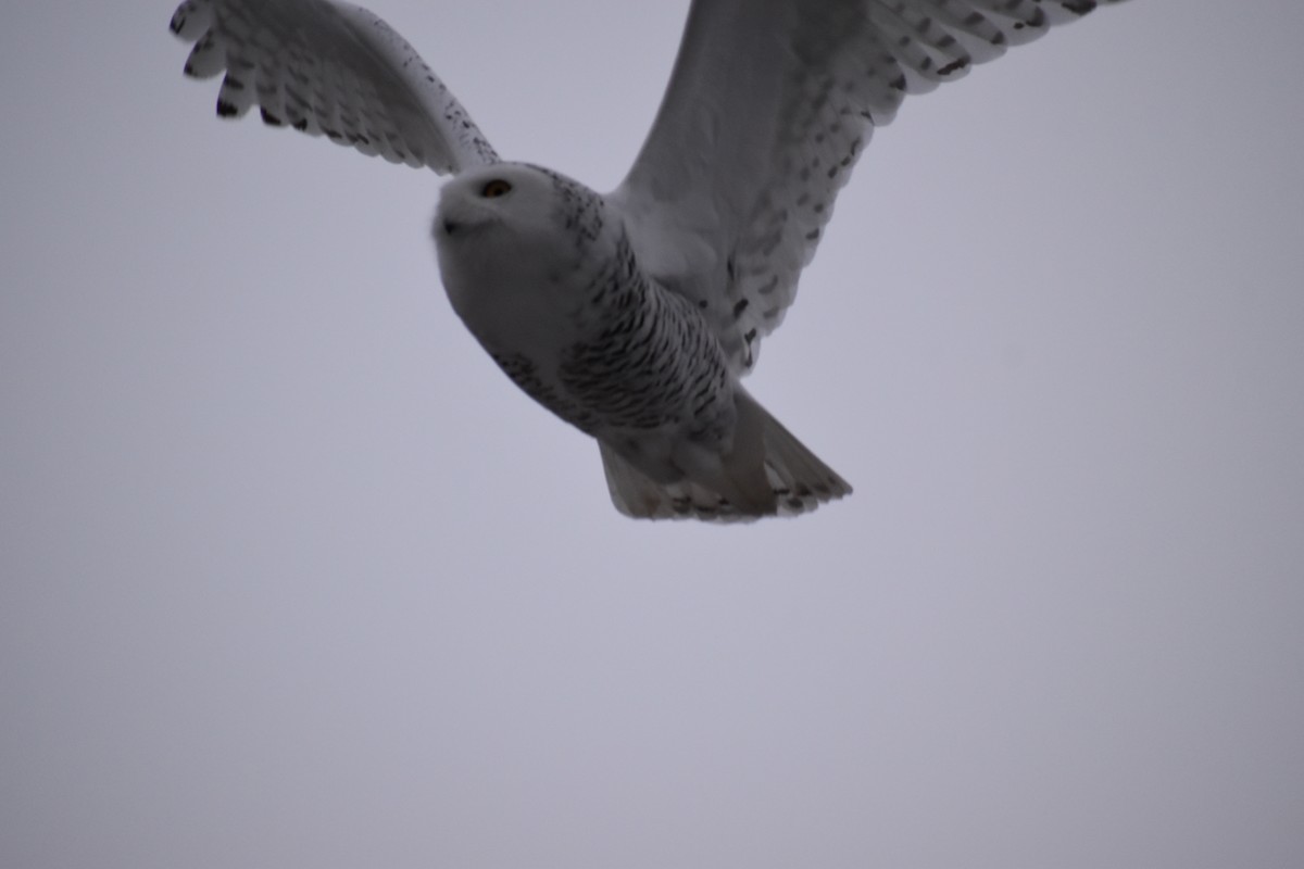 Snowy Owl - Mitchell Fischer