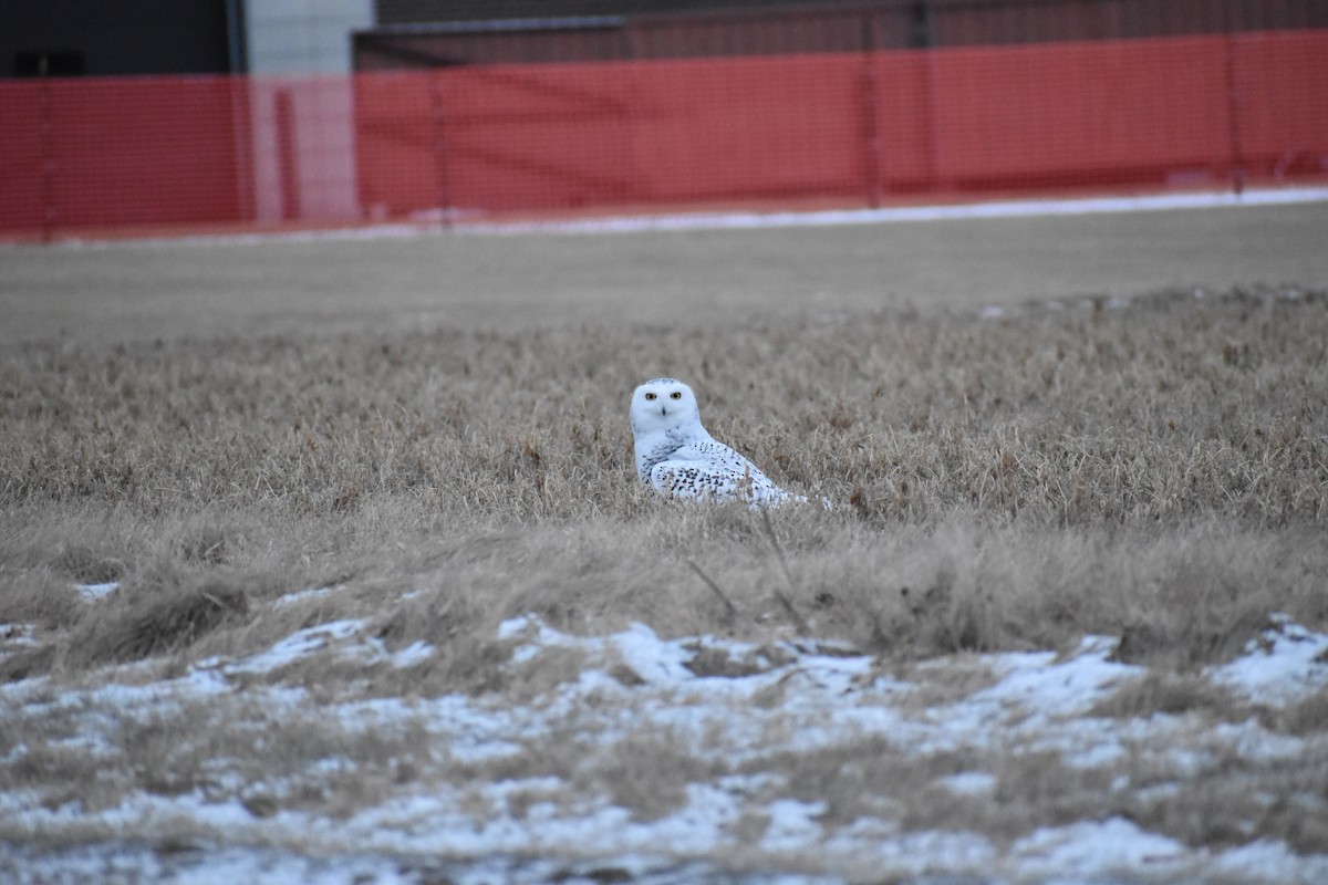 Snowy Owl - Mitchell Fischer