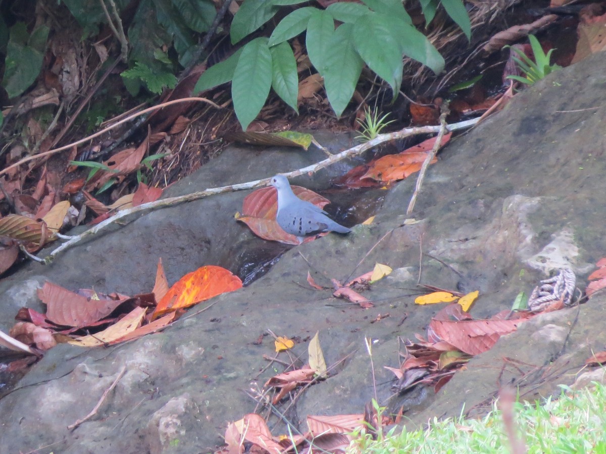 Blue Ground Dove - ML136072881