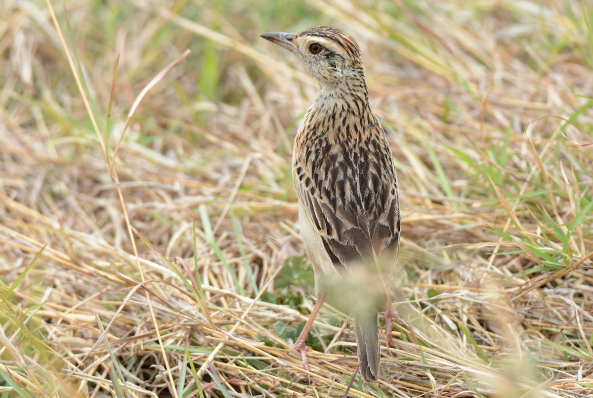 Rufous-naped Lark - ML136073231