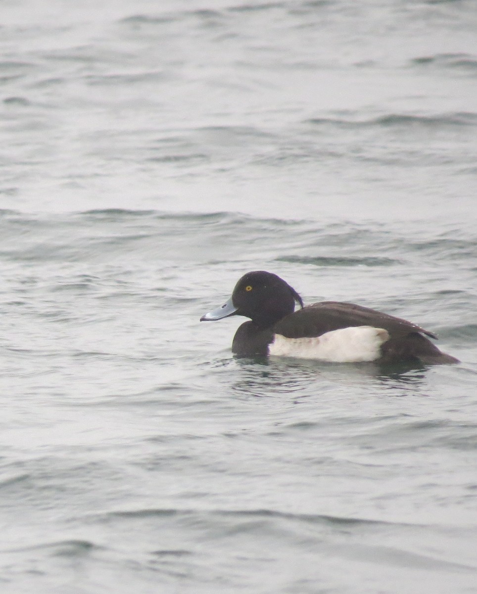 Tufted Duck - ML136073631