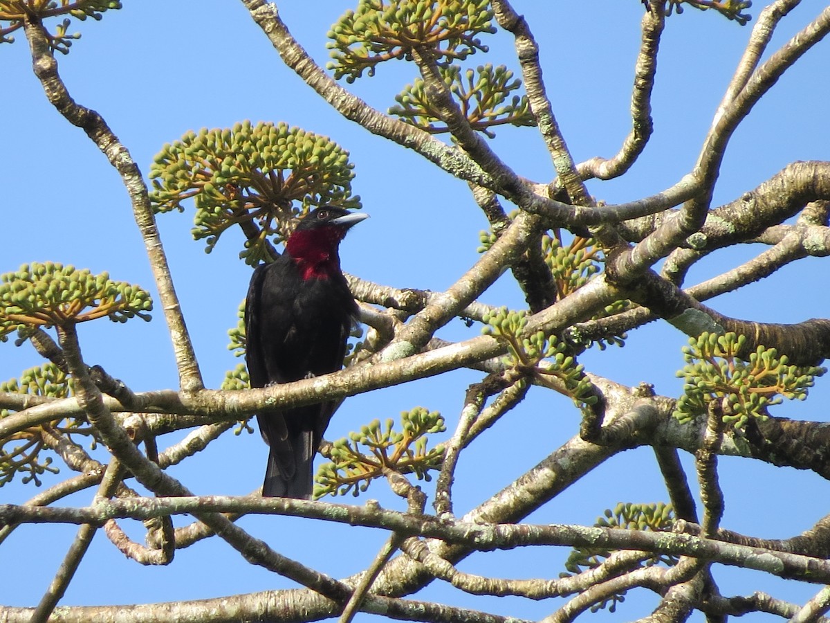 Purple-throated Fruitcrow - Mike Cowlard