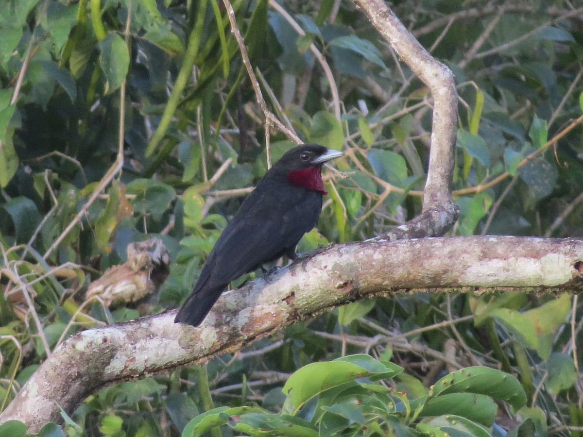 Purple-throated Fruitcrow - ML136074341