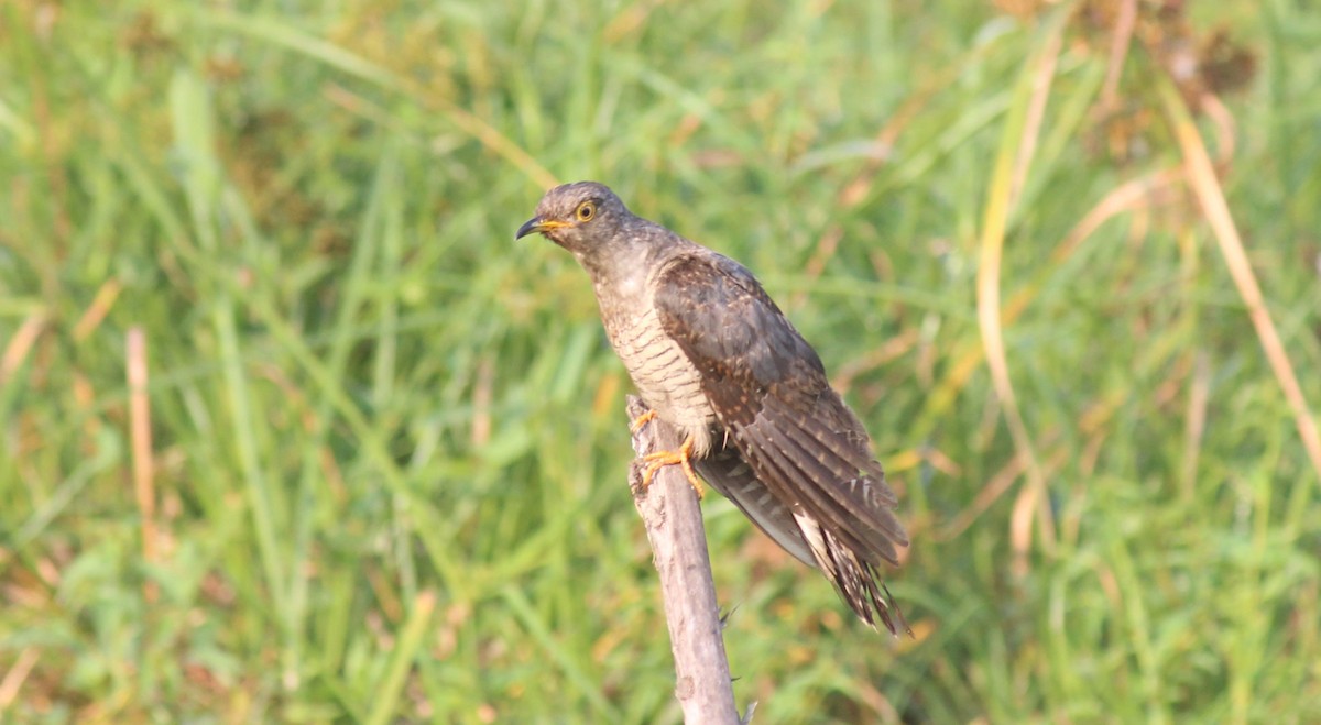 Common Cuckoo - GOVIND GIRIJA