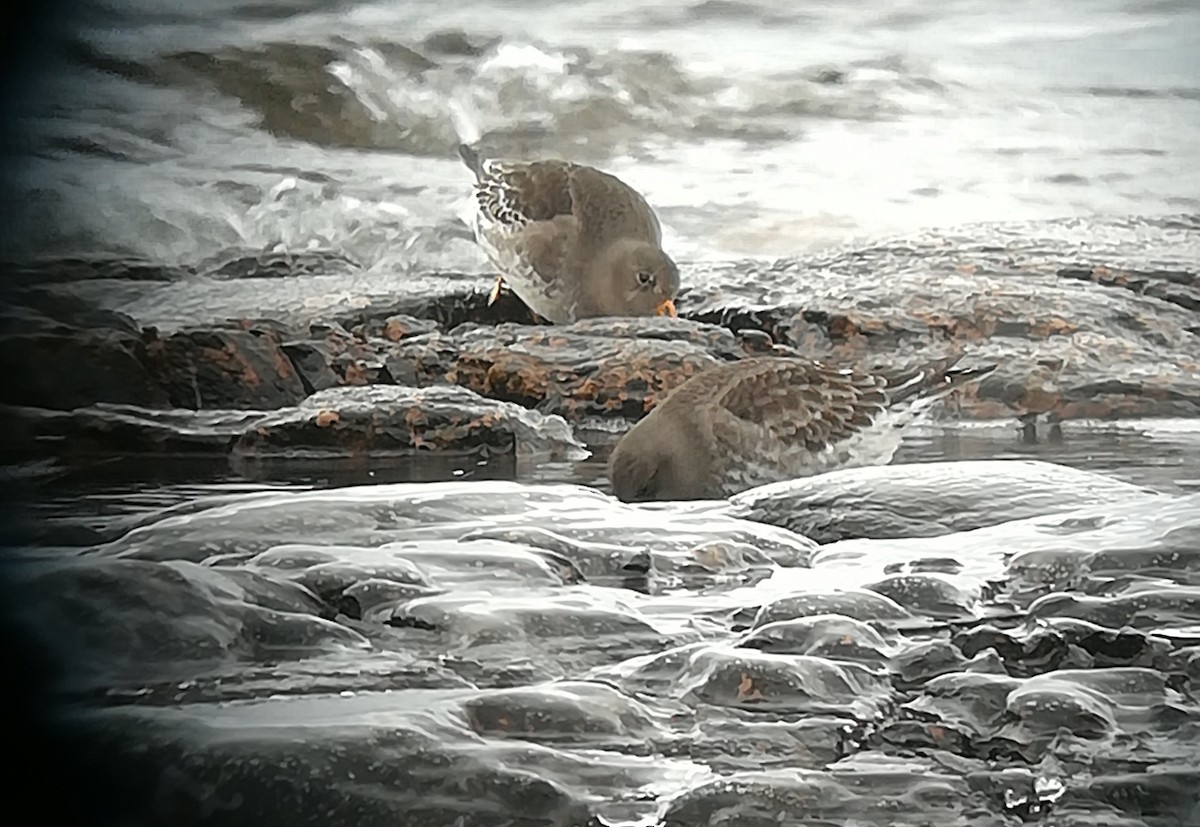 Purple Sandpiper - ML136076821