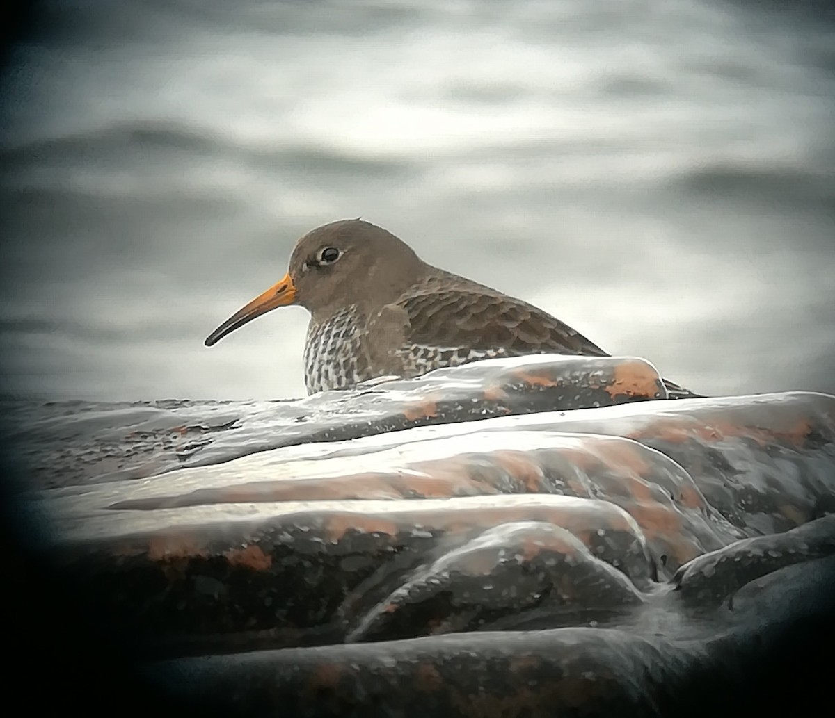 Purple Sandpiper - ML136076871