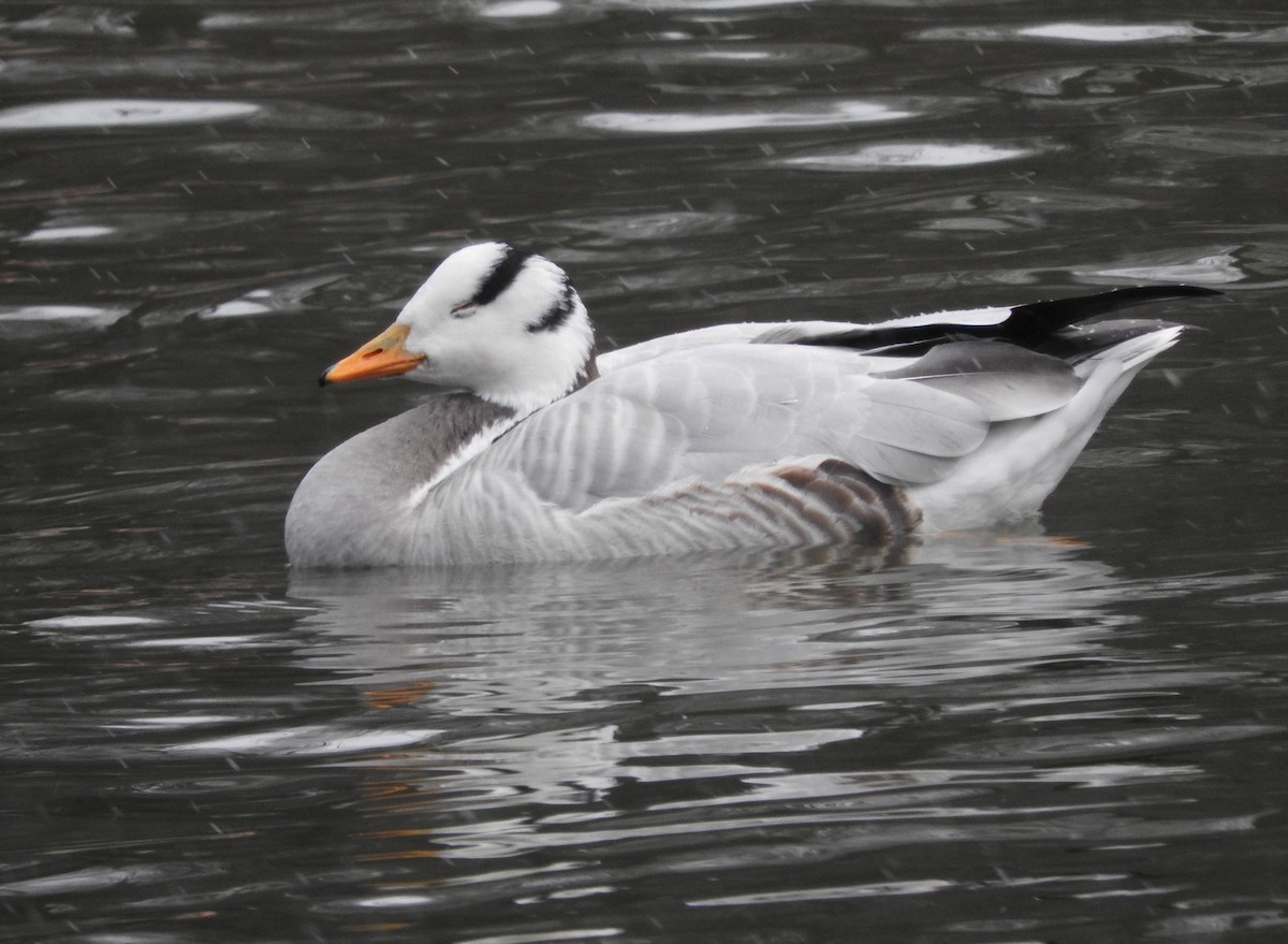 Bar-headed Goose - Alan MacEachren